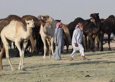 راه اندازی بیمارستان شتر در عربستان