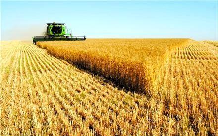 خرید تضمینی 4.26 میلیون تن گندم کشاورزان