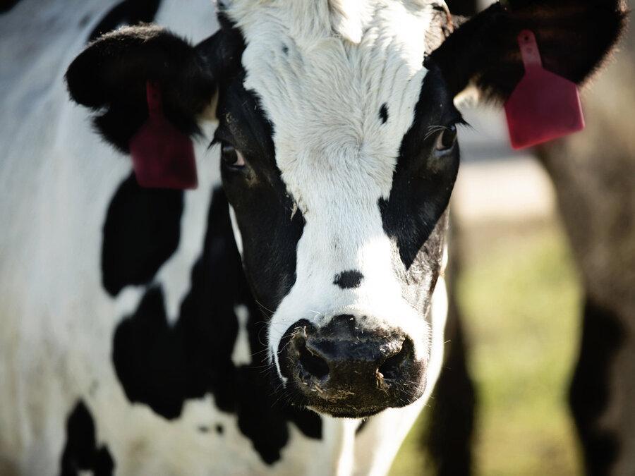 گاوهایی که پادتن ضد کرونا تولید می کنند ، درمان جدیدی که از پلاسمای خون گاو به دست می آید