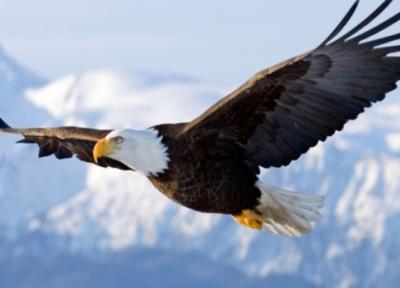 تعبیر خواب عقاب، دیدن عقاب در حال پرواز چه تعبیری دارد؟