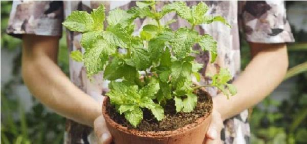 گیاهان دارویی که میتوانید در خانه پرورش دهید و آشنایی با خواص آنها