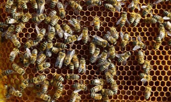 برگزاری روز مزرعه زنبور عسل دربخش مرکزی شهرستان درگز