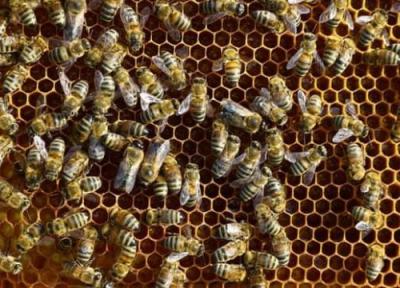 برگزاری روز مزرعه زنبور عسل دربخش مرکزی شهرستان درگز