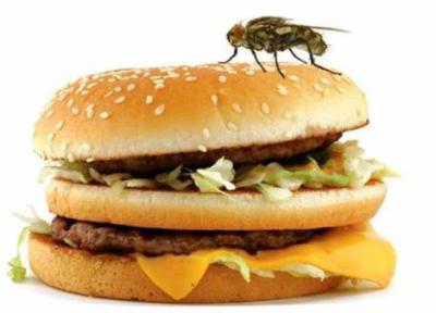 خطر بیماری های جدی با غذایی که مگس رویش می نشیند
