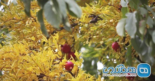 نگاهی به زیبایی های فصل پاییز در باغ منصورآباد